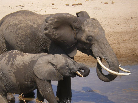 Elefanti in Tanzania Elefanti in Tanzania
